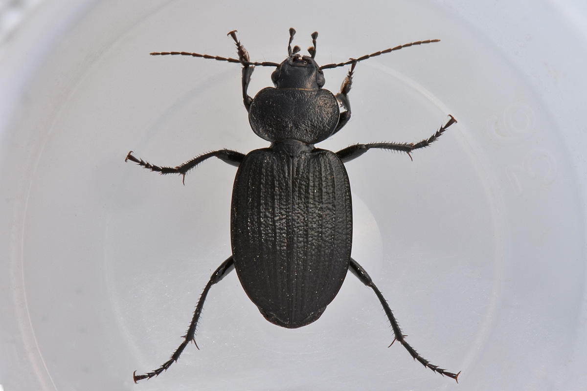 Carabidae: Licinus punctatulus? o granulatus? no, silphoides